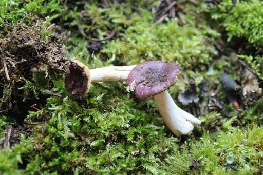 close up of flat top mushrooms