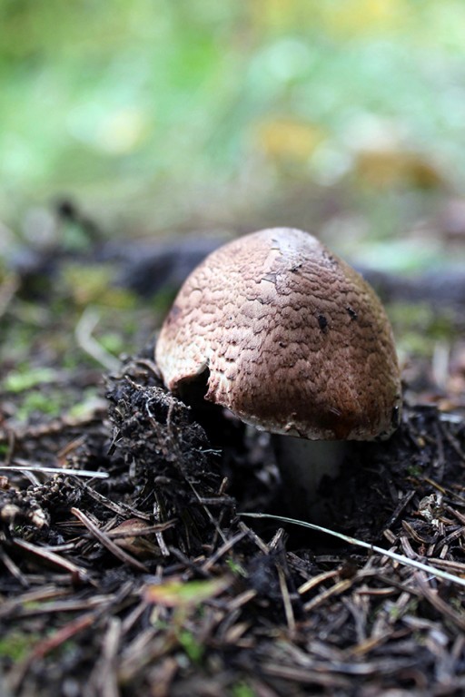 close up of a pheasant back mushroom