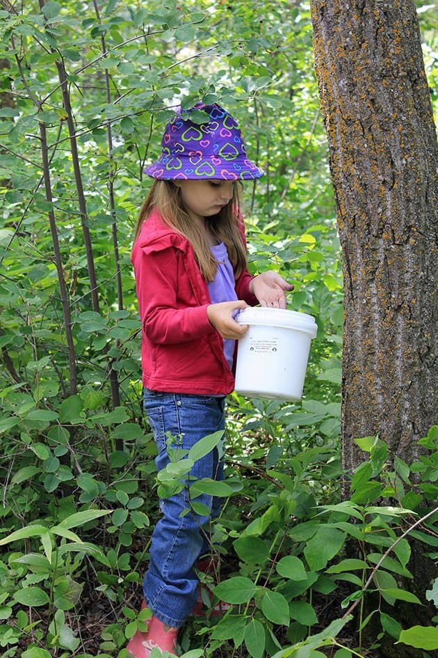 little girl wearing red jacket, holding a pale for saskatoon picking