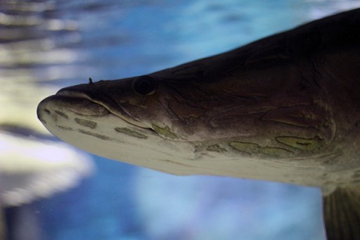close up of a fish