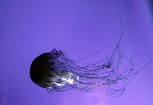 floating black jellyfish