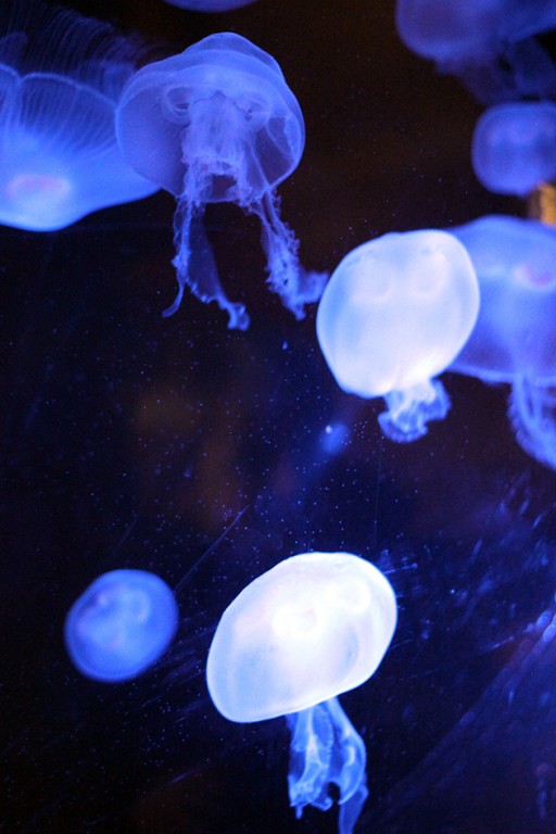 floating white jellyfishes