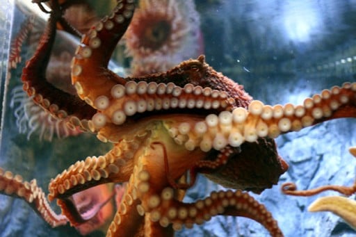  Octopus in the aquarium 