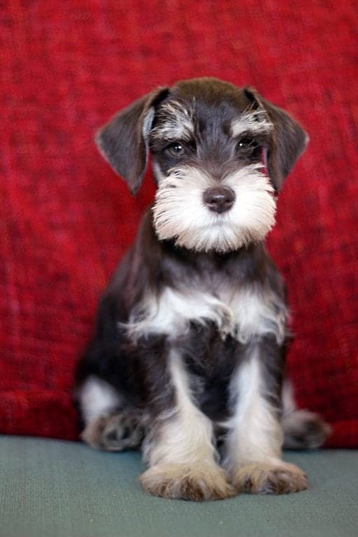 miniature schnauzer sitting on red background