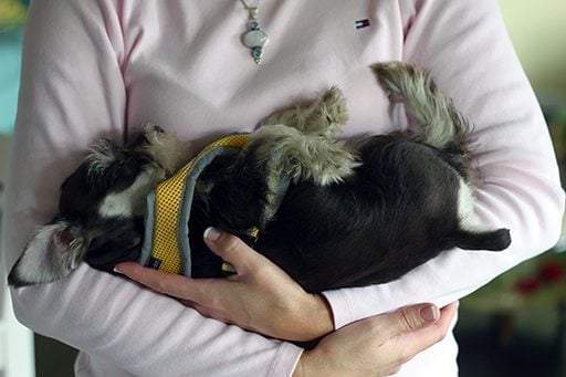 cute dog being cuddled by a woman wearing pink long sleeves blouse