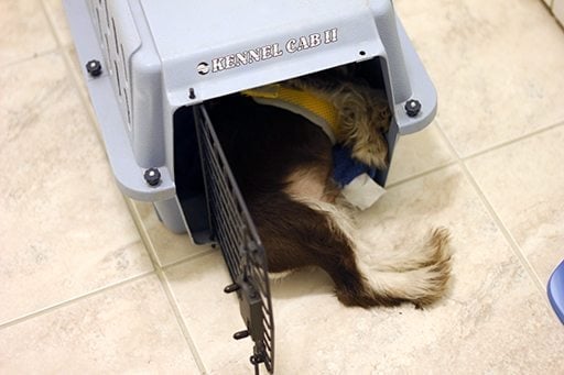 dog napping inside a little kennel