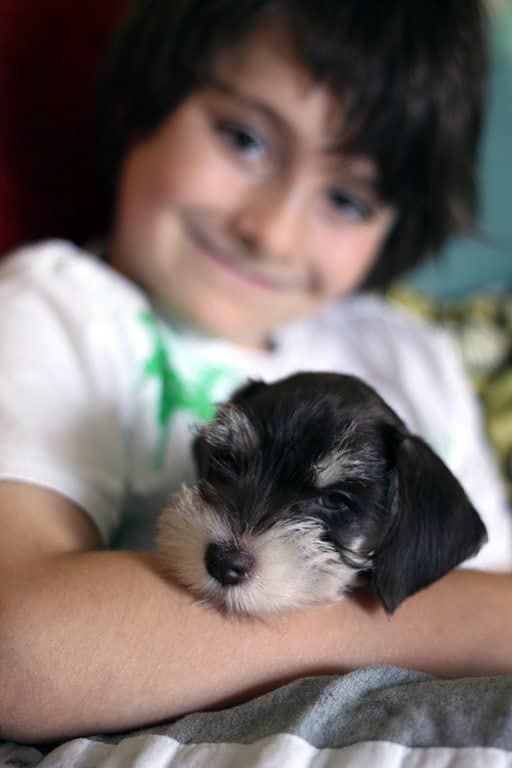 close up of miniature schnauzer puppy on the lap of a little boy