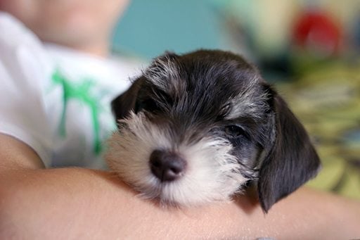 close up of puppy on the lap of a little boy