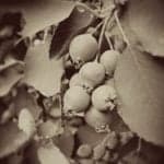 Sepia-toned image of small, round fruits growing on a leafy branch evokes memories of gathering berries for a homemade Saskatoon pie. The smooth fruits and broad leaves add to the photo’s vintage charm.