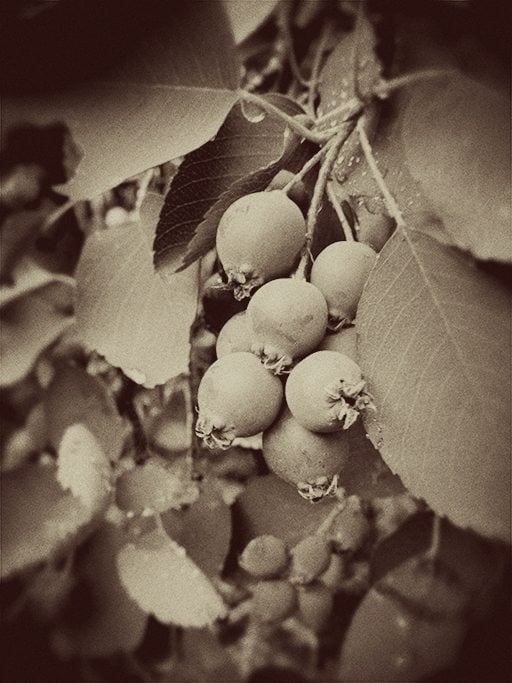 vintage finish photo of Saskatoon berries