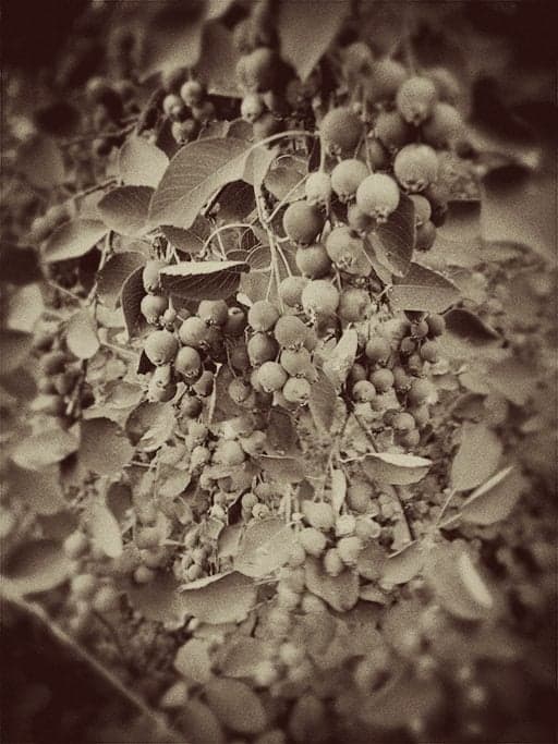 vintage photo of Saskatoon berries growing abundantly