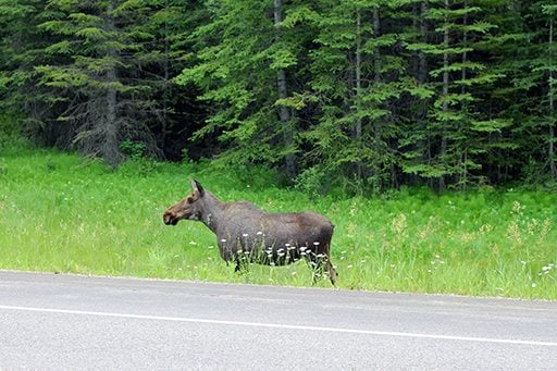 A moose near the road