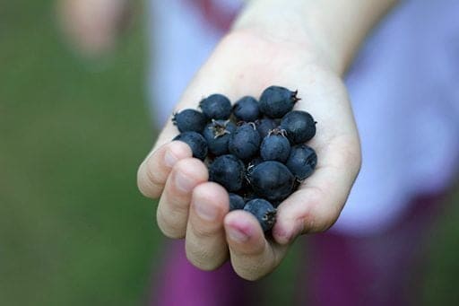 a handful of Saskatoon berries