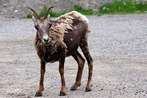 Mountain sheep looking to the camera