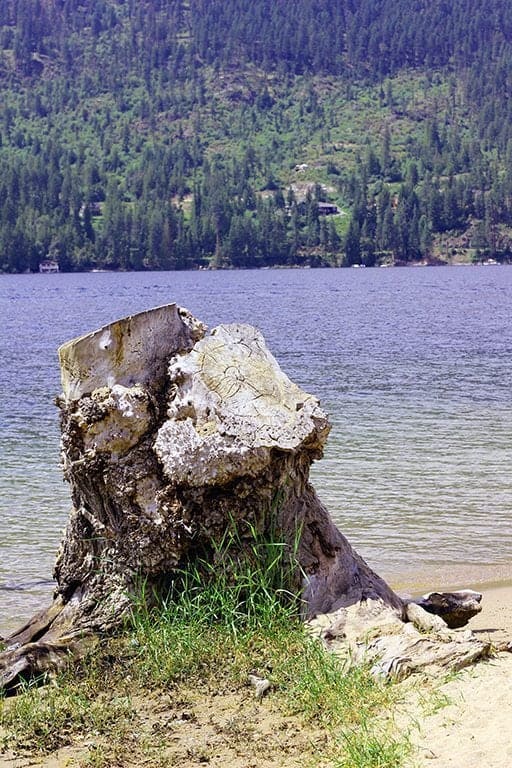 beautiful view of the lake with an old log of tree 