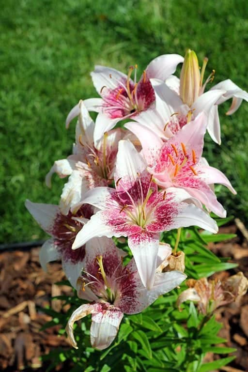 close up of stargazer lily flowers