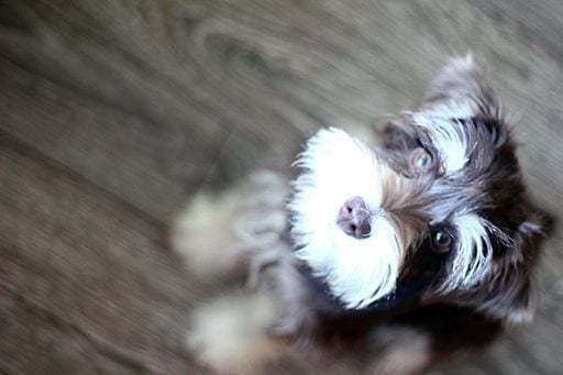 top down shot of cute dog looking upward