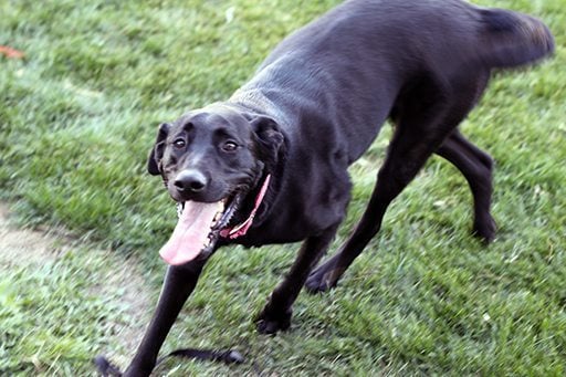 blur photo of big black dog running 