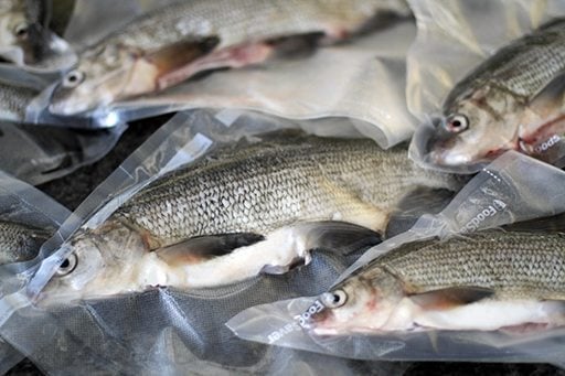 processed and packed white fish ready for freezing