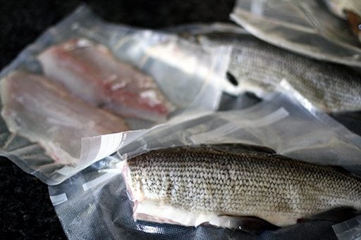 processed and packed white fish ready for freezing