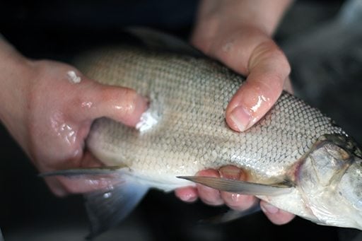 popping out all the scales of white fish using a thumb