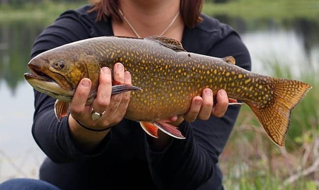 close up of spotted brook trout