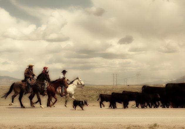 cowboys riding in their horses and a herding dog at work