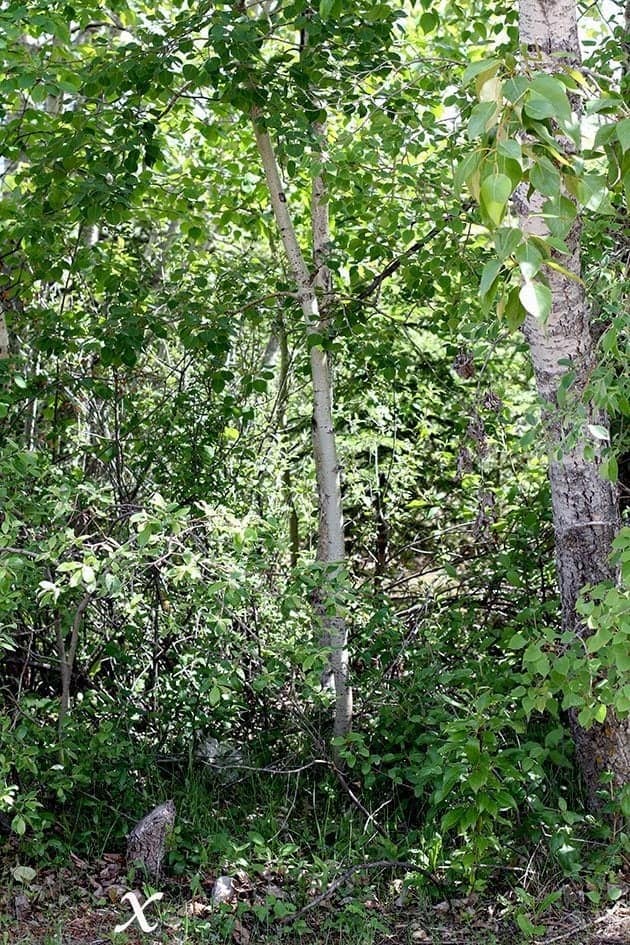 small morel mushroom growing under tall trees