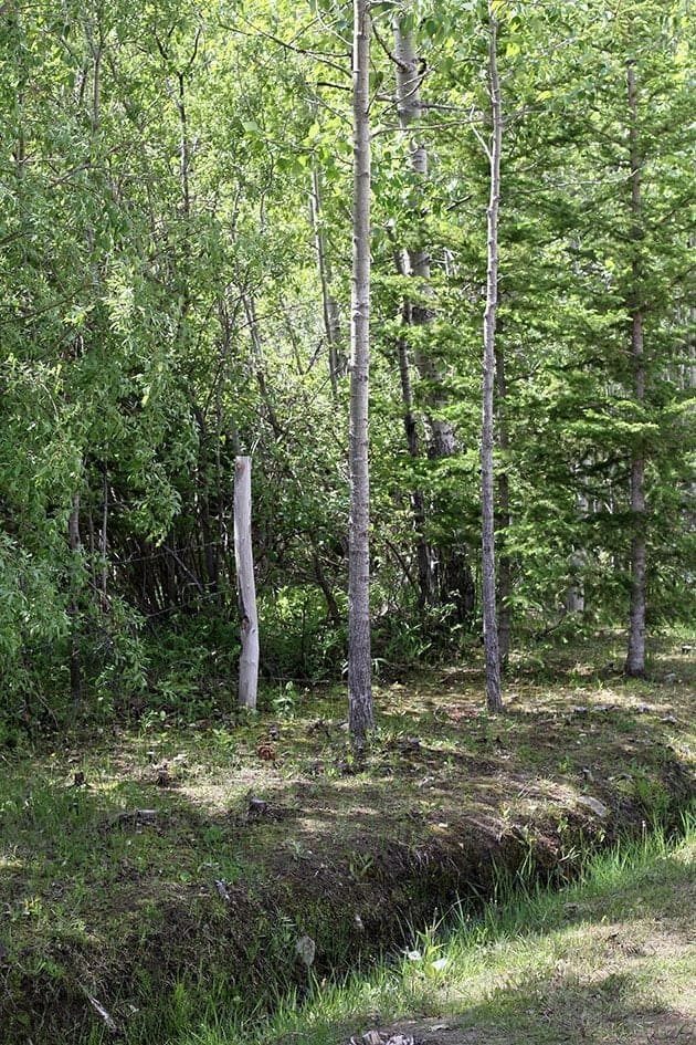 morel terrain within the area of tall trees