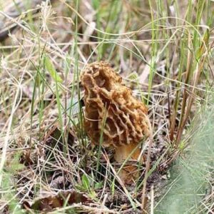 close up of morel mushroom hidden in grasses