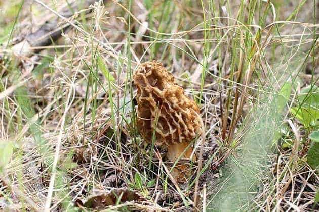 Morel Mushroom hidden in grasses