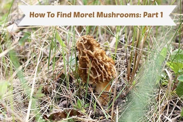 close up of morel mushroom hidden in grasses