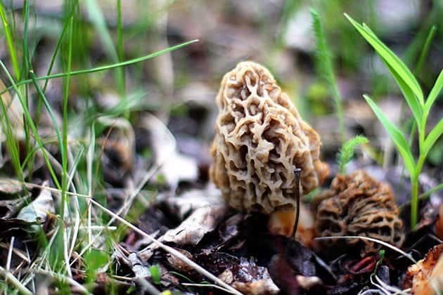 close up of morel mushroom