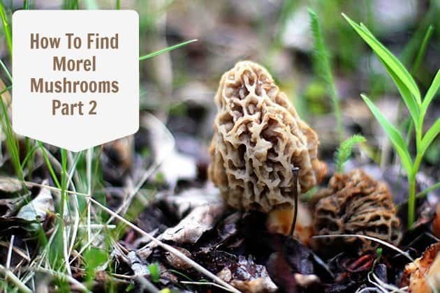 close up of morel mushroom