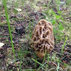 close up of Spring Morel Mushroom