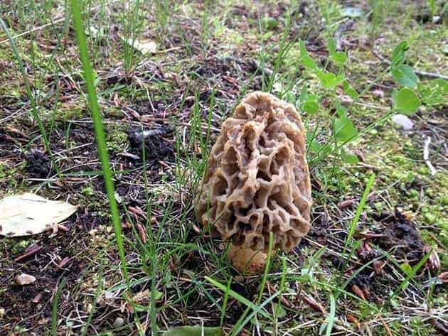 close up of Spring Morel Mushroom