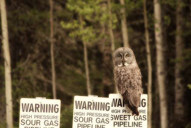 Great Grey Owl in a warning signage 