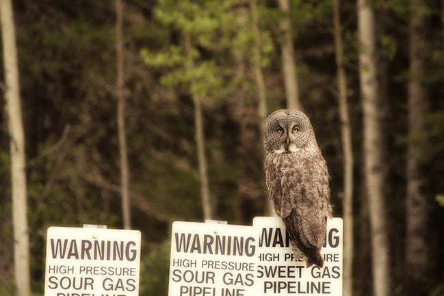 Great Grey Owl in a warning signage