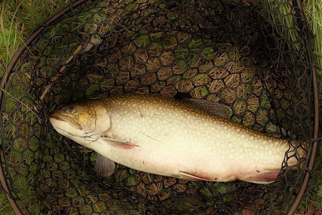 spotted brook trout in the fish basket