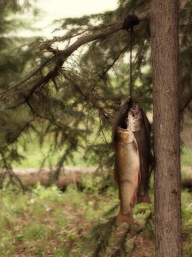 Caught Alberta Brook Trouts Hanging in a a Branch of a Tree