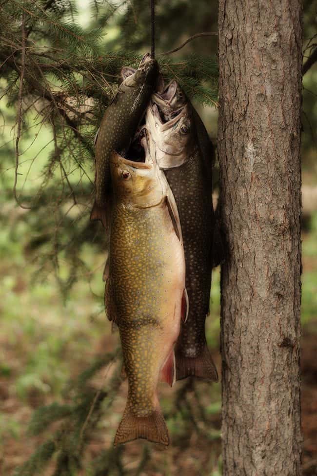 Caught Alberta Brook Trouts Hanging in a Tree