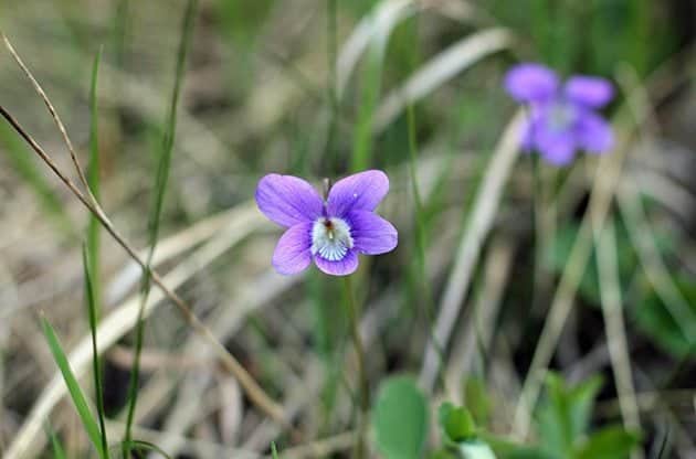 close up of wood violets