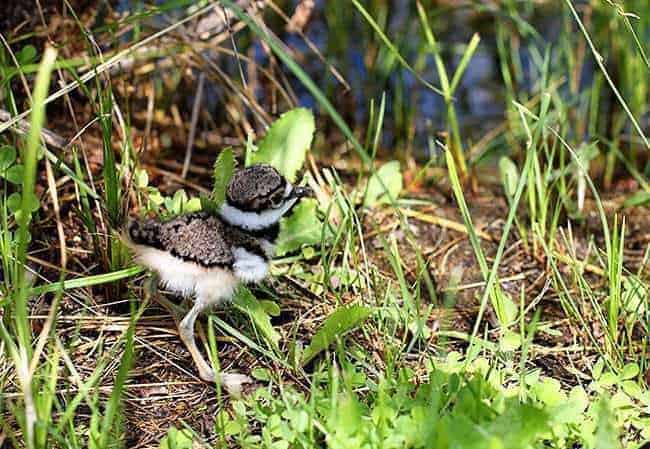 baby killdeer behind grasses