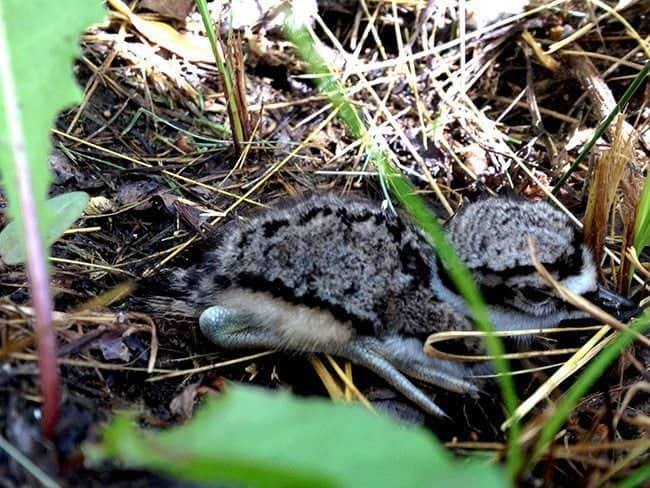 baby killdeer dropped to the ground to hide