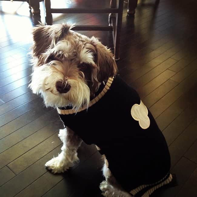 cute little dog wearing camping sweater