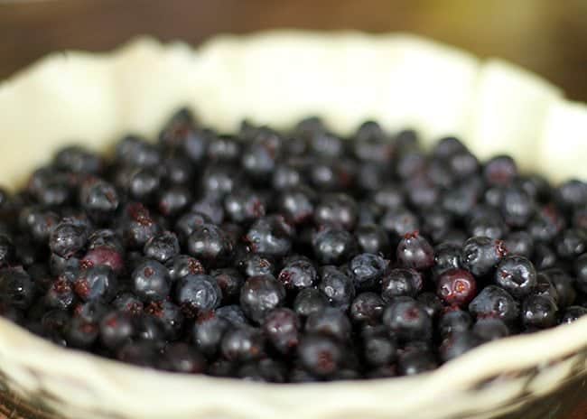 lots of fresh Saskatoon berries in a pie dough