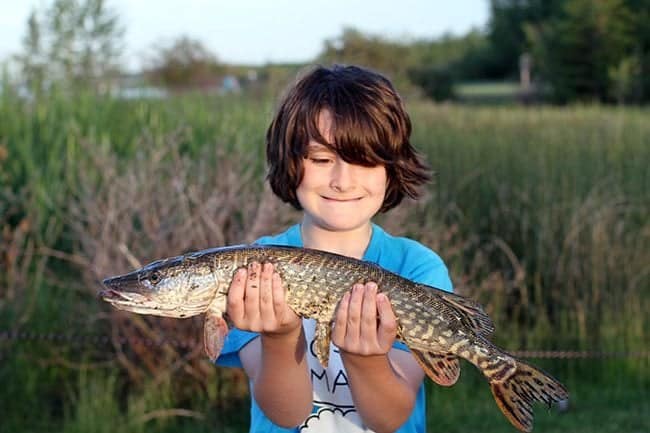 young boy wearing blue shirt holding a Northern Pike while looking on it