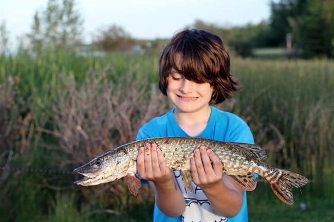 young boy wearing blue shirt holding his first catch fish - a Northern Pike