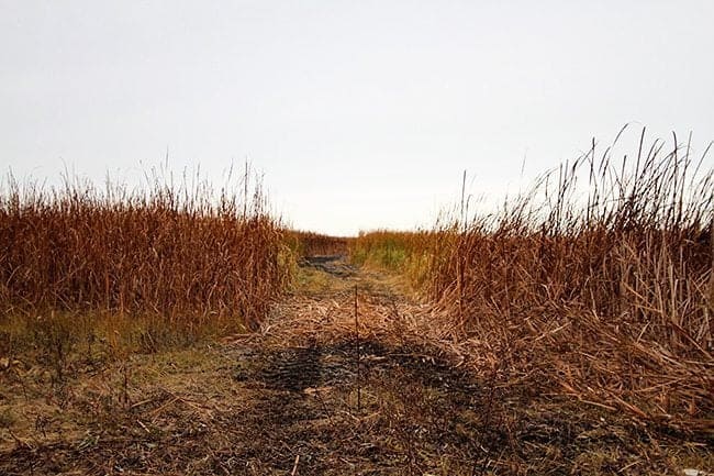single narrow path through the real marsh
