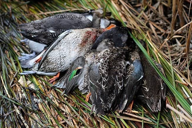 bounty of fallen ducks from hunting